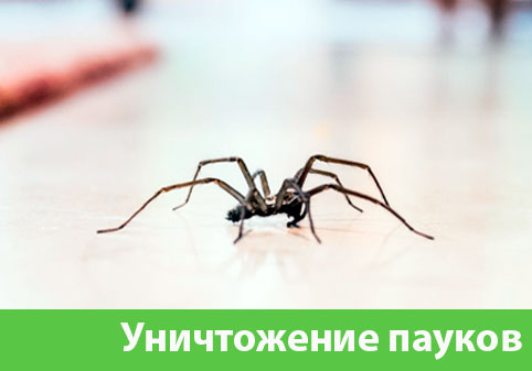 Избавиться от пауков в городе Чебоксары