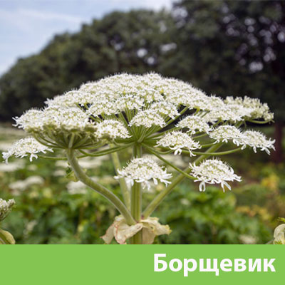 Борщевик в Чебоксарах