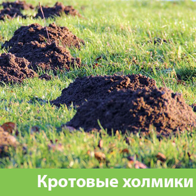 Кроты на участке в Чебоксарах