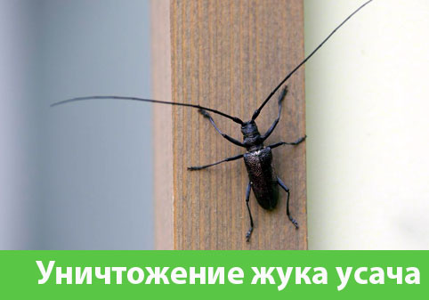 Обработка от жука усача в городе Чебоксары