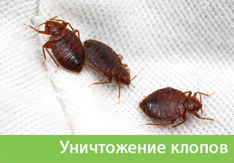 Уничтожение клопов в городе Чебоксары