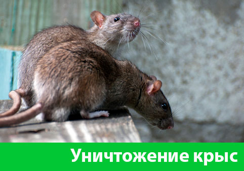 Уничтожение крыс в городе Чебоксары