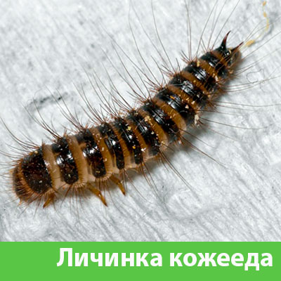 Личинка Кожееда в Чебоксарах