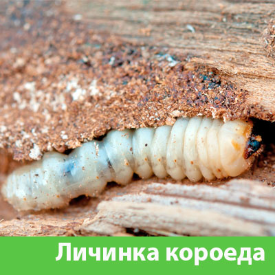 Уничтожение личинок короеда в Чебоксарах