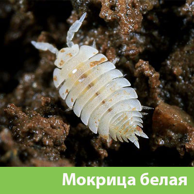 Мокрица в Чебоксарах фото