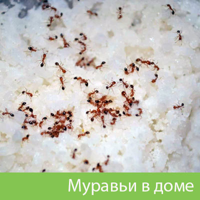 Муравьи в доме в Чебоксарах