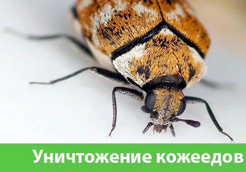 Обработка от кожееда в городе Чебоксары 
