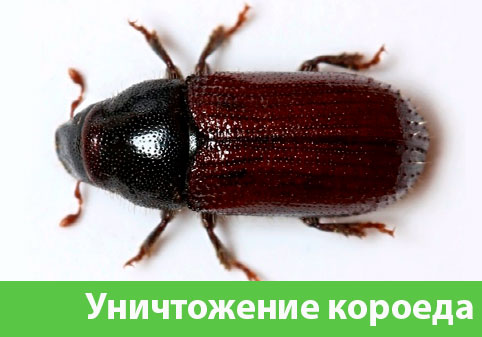 Обработка от короеда в городе Чебоксары