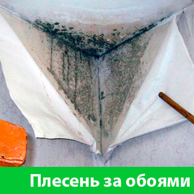 Удаление плесени в Чебоксарах