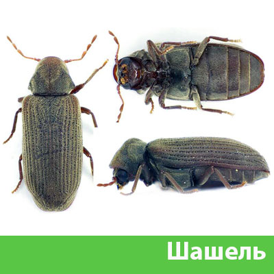 Обработка от шашеля в городе Чебоксары