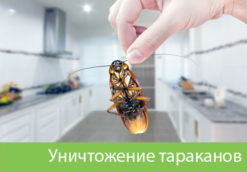 Уничтожение тараканов в городе Чебоксары