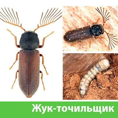 Уничтожение точильщика и личинок в Чебоксарах