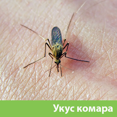Укусы комаров в Чебоксарах
