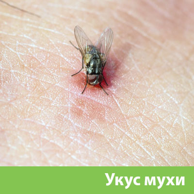 Уничтожение мух в Чебоксарах