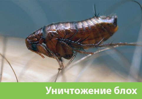 Уничтожение блох в городе Чебоксары