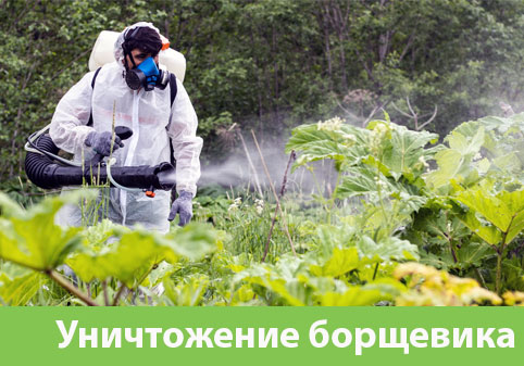 Уничтожение Борщевика в городе Чебоксары