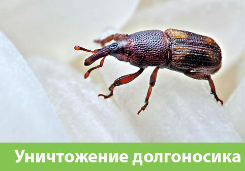 Уничтожение долгоносиков в городе Чебоксары