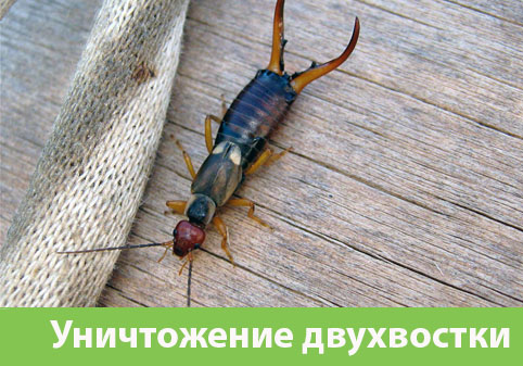 Уничтожение двухвостки в городе Чебоксары