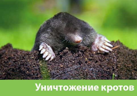 Уничтожение кротов в городе Чебоксары