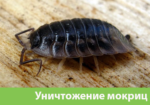 Мокрицы в квартире в городе Чебоксары