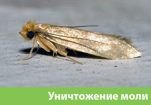 Уничтожение моли в городе Чебоксары 