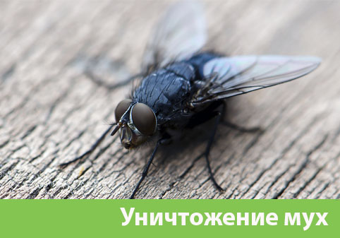 Уничтожение мух в городе Чебоксары