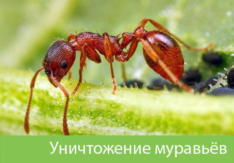Уничтожение муравьёв в городе Чебоксары
