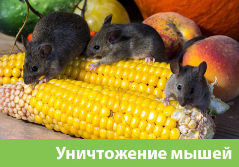 Уничтожение мышей в Чебоксарах