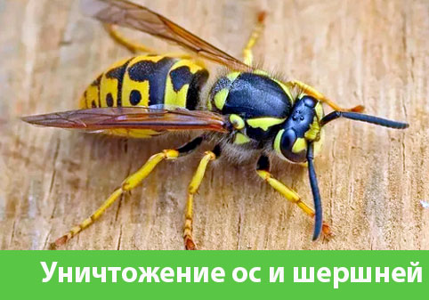 Уничтожение ос и шершней в городе Чебоксары